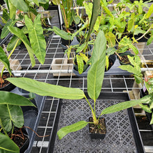 Load image into Gallery viewer, Anthurium Spectabile, Exact Plant Ships Nationwide
