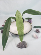 Load image into Gallery viewer, Anthurium Spectabile 4" pot, Fedex 2day*
