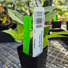 Load image into Gallery viewer, Zamioculcas Zamiifolia Wild Form ZZ, Exact Plant Variegated Ships Nationwide
