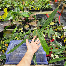 Load image into Gallery viewer, Philodendron Bicolor, Exact Plant Ships Nationwide
