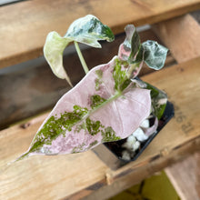 Load image into Gallery viewer, Alocasia Polly Pink variegated 2.5" pot, Fedex 2day*

