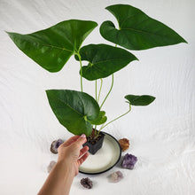 Load image into Gallery viewer, Anthurium Decipiens, Exact Plant Ships Nationwide
