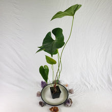 Load image into Gallery viewer, Anthurium Decipiens, Exact Plant Ships Nationwide
