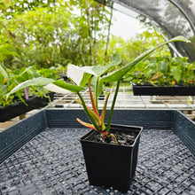 Load image into Gallery viewer, Philodendron White Princess, Exact Plant Variegated Ships Nationwide
