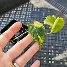 Load image into Gallery viewer, Philodendron Hederaceum Micans Aurea, Exact Plant Variegated Ships Nationwide
