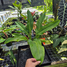 Load image into Gallery viewer, Philodendron Giant Orlando, Exact Plant Ships Nationwide
