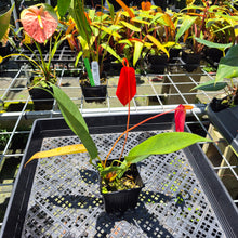 Load image into Gallery viewer, Anthurium Scherzerianum "Pig Tail" exact plant, Fedex 2day*
