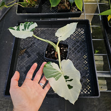 Load image into Gallery viewer, Alocasia Odora, Okinawa Silver, Exact Plant Variegated Ships Nationwide

