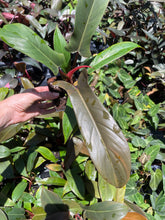 Load image into Gallery viewer, Philodendron Florida Bronze 4" pot, Fedex 2day*
