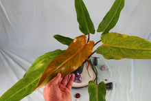 Load image into Gallery viewer, Philodendron Orange Marmalade exact plant, ships nationwide
