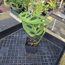 Load image into Gallery viewer, Monstera Esqueleto, Exact Plant Ships Nationwide
