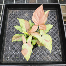 Load image into Gallery viewer, Syngonium Strawberry Milk, Exact Plant Variegated 4 plant pot Ships Nationwide
