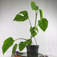 Load image into Gallery viewer, Monstera Sierrana Hawaii Clone, Exact Plant
