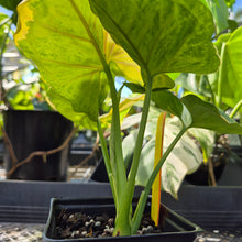 Load image into Gallery viewer, Syngonium Mango Allusion, Orm Thong, Exact Plant Variegated Ships Nationwide
