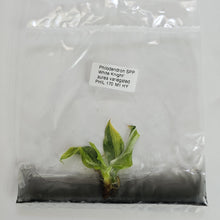 Load image into Gallery viewer, Philodendron White Knight Aurea variegated tissue culture 2DayAir

