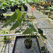 Load image into Gallery viewer, Anthurium Shibori, Exact Plant Variegated
