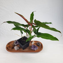 Load image into Gallery viewer, Philodendron Mexicanum 4&quot; pot, Fedex 2 day*
