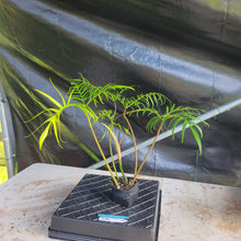 Load image into Gallery viewer, Philodendron Polypodioides, Exact Plant Ships Nationwide
