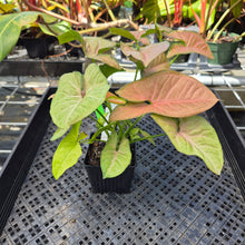 Load image into Gallery viewer, Syngonium Regina Red, Exact Plant Ships Nationwide
