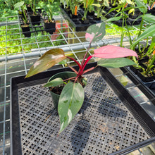 Load image into Gallery viewer, Philodendron Pink Princess Variegated exact plant, Fedex 2day*
