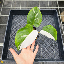 Load image into Gallery viewer, Philodendron White Princess, Exact Plant Variegated Ships Nationwide

