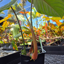 Load image into Gallery viewer, Philodendron Gloriosum, Pink Veined Back 4" pot, Fedex 2day*
