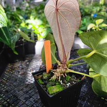 Load image into Gallery viewer, Anthurium Red Crystallinum x Magnificum , Exact Plant Ships Nationwide
