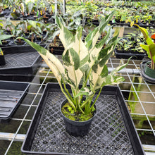 Load image into Gallery viewer, spathiphyllum galaxy Variegated exact plant, Fedex 2day

