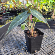 Load image into Gallery viewer, Alocasia polly pink variegated, Exact Plant Ships Nationwide.
