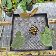 Load image into Gallery viewer, Anthurium Red Beauty, Exact Plant Ships Nationwide

