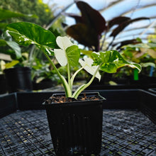 Load image into Gallery viewer, Alocasia Odora, Okinawa Silver, Exact Plant Variegated
