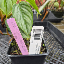 Load image into Gallery viewer, Philodendron Sodiroi True Form, Exact Plant Ships Nationwide

