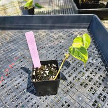 Load image into Gallery viewer, Philodendron Hederaceum Micans Aurea, Exact Plant Variegated Ships Nationwide
