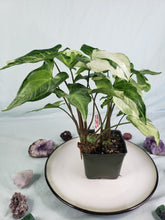 Load image into Gallery viewer, Three Kings Magic marble, exact pl, doubl. pl., var. Syngonium, ships nationwide
