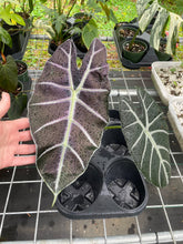 Load image into Gallery viewer, Alocasia Longiloba Grandis x Sanderiana 'Mark Campbell', Exact Plant
