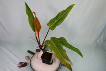 Load image into Gallery viewer, Philodendron Orange Marmalade Exact Plant Ships nationwide
