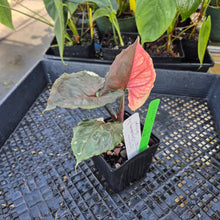 Load image into Gallery viewer, Syngonium Strawberry Ice, Exact Plant Variegated Ships Nationwide
