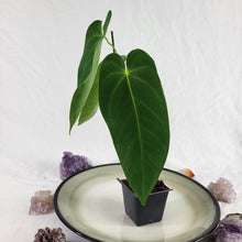 Load image into Gallery viewer, Anthurium Angamarcanum , Exact Plant Ships Nationwide
