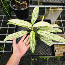 Load image into Gallery viewer, Aglaonema Ice Queen, Silver Queen, Exact Plant Variegated
