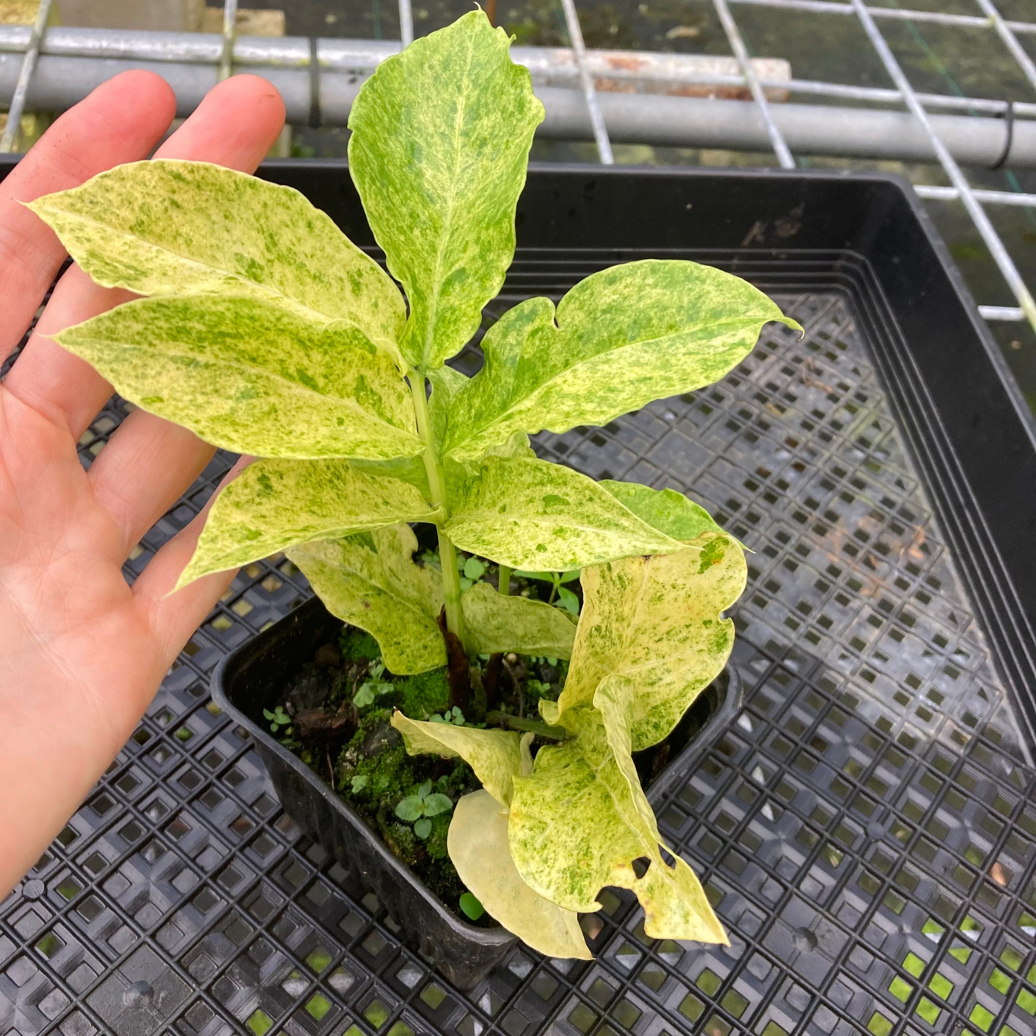 Zamioculcas Zamiifolia Wild Form ZZ, Exact Plant Variegated