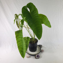 Load image into Gallery viewer, Anthurium Veitchii Narrow Form, Exact Plant x hybrid noid
