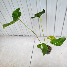 Load image into Gallery viewer, Anthurium Decipiens, Exact Plant XXL
