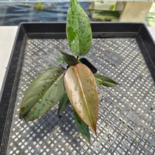 Load image into Gallery viewer, Philodendron Royal Queen 2.5" pot, Fedex 2day*

