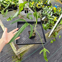 Load image into Gallery viewer, Philodendron Holtonianum, Exact Plant Ships Nationwide
