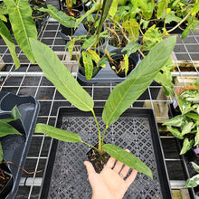 Load image into Gallery viewer, Anthurium Spectabile 4" pot, Fedex 2day*
