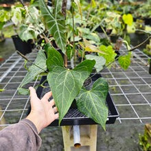 Load image into Gallery viewer, Anthurium Leuconeurum &quot;Clarinervium x Berriozabalense, Exact Plant
