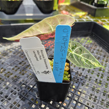 Load image into Gallery viewer, Alocasia Watsoniana Albo Pink variegated, Exact Plant Ships Nationwide
