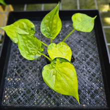 Load image into Gallery viewer, Alocasia Cucullata, Exact Plant Variegated Double plant

