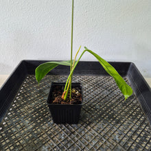 Load image into Gallery viewer, Philodendron Patriciae exact plant, Fedex 2day*
