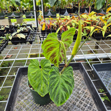 Load image into Gallery viewer, Philodendron Verrucosum, Exact Plant Ships Nationwide
